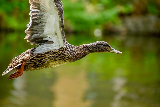 Typiske krydsordsfælder – og hvordan du undgår dem