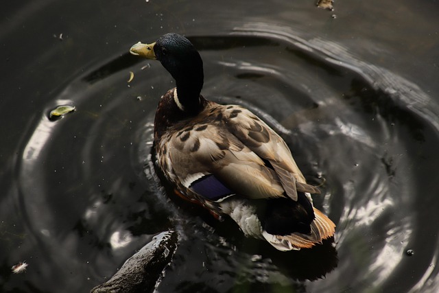Krydsordsguide for begyndere: Kom hurtigt i gang
